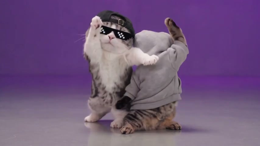 Cats · Dance with music
