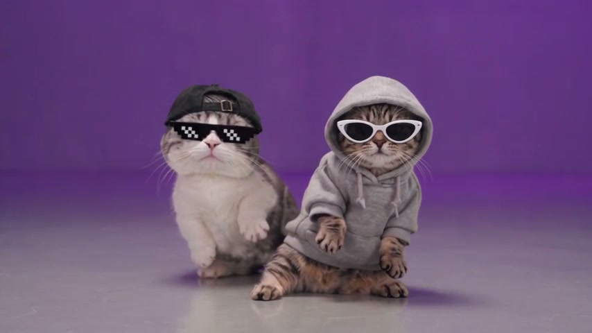 Cats · Download with music